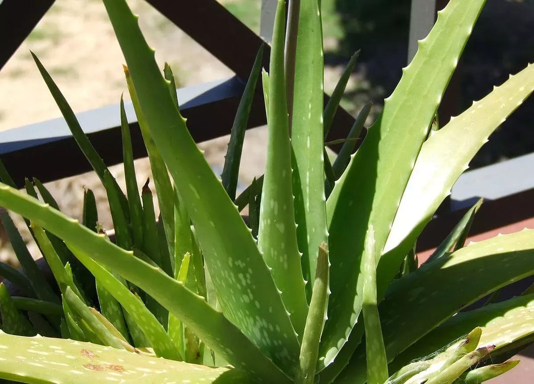 ALOE 'ALOE VERA'