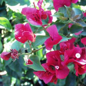 BOUGAINVILLEA 'BARBARA KARST'