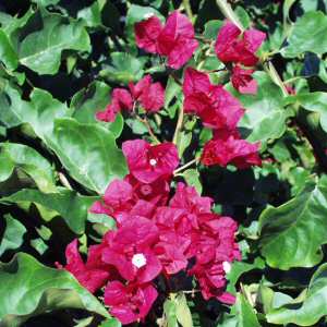 BOUGAINVILLEA 'LA JOLLA'