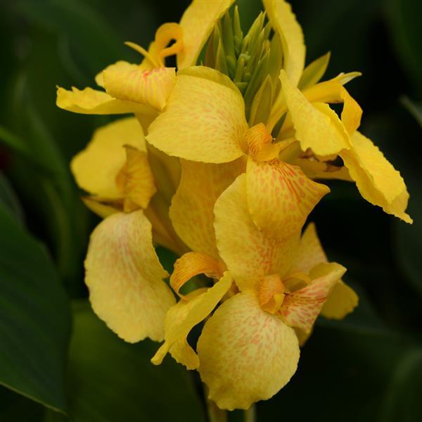 CANNA CANNOVA ASSORTED