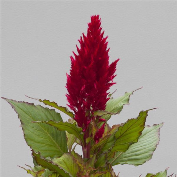 CELOSIA BRIGHT SPARKS BURGUNDY