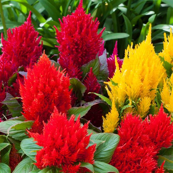 CELOSIA BRIGHT SPARKS MIX