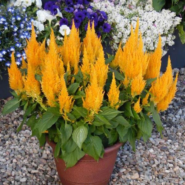 CELOSIA BRIGHT SPARKS YELLOW