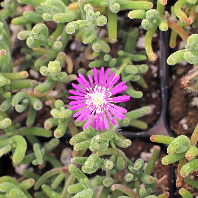 DROSANTHEMUM HISPIDUM (SMALL) DESERT ICE