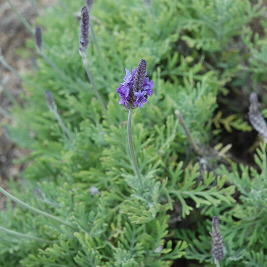 LAVENDULA MULTIFIDIA FERN LEAF