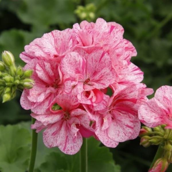 GERANIUM BIG EEZE PINK