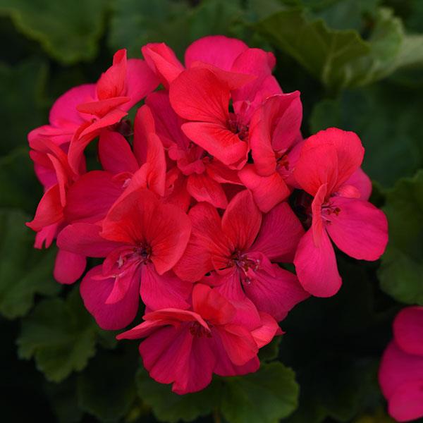 GERANIUM FUCHSIA