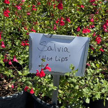 Load image into Gallery viewer, Hot Lips Salvia
