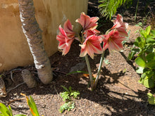 Load image into Gallery viewer, Amaryllis Bulbs
