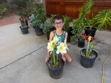 Load image into Gallery viewer, Amaryllis Bulbs
