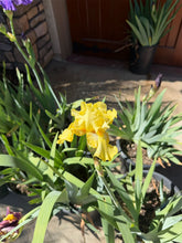 Load image into Gallery viewer, Bearded Iris 5 Gallon
