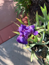 Load image into Gallery viewer, Bearded Iris 5 Gallon
