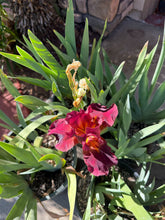Load image into Gallery viewer, Bearded Iris 5 Gallon
