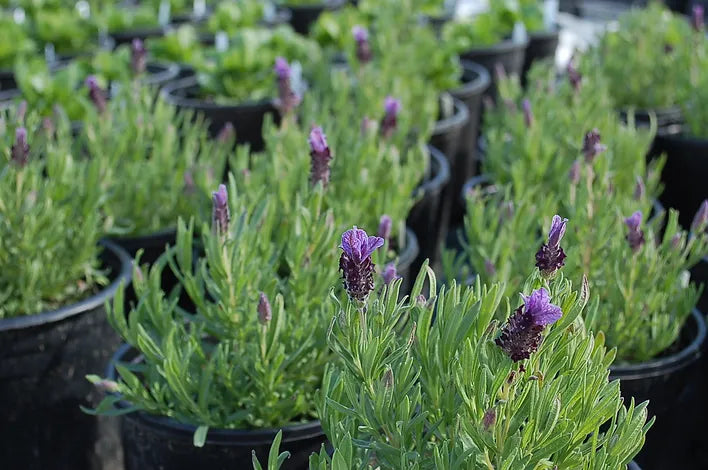 LAVENDULA STOCECHAS BANDERA PURPLE