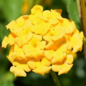 LANTANA NEW GOLD