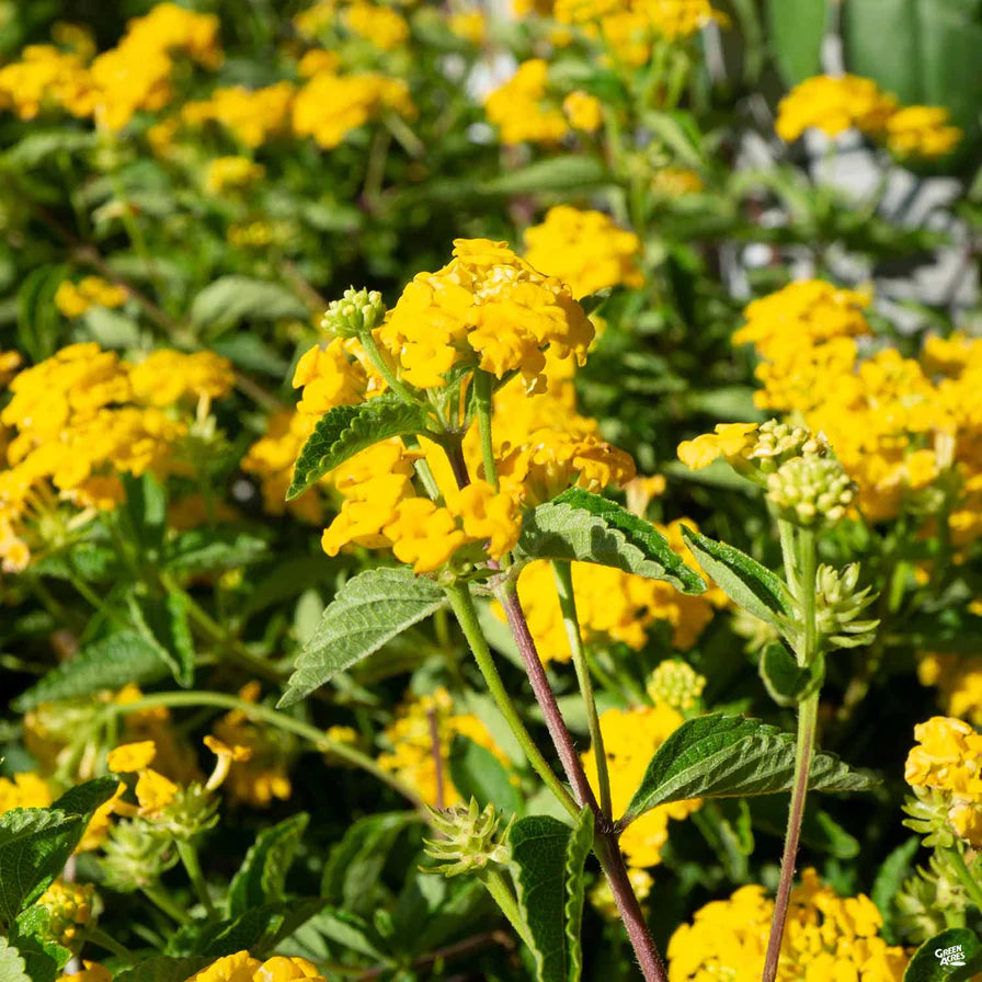 LANTANA NEW GOLD