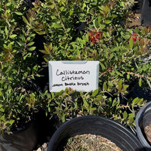 Load image into Gallery viewer, Lemon Bottle Brush
