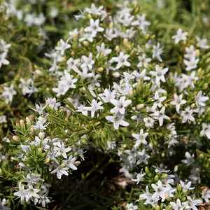 MYOPORUM PARVIFLORIUM WHITE