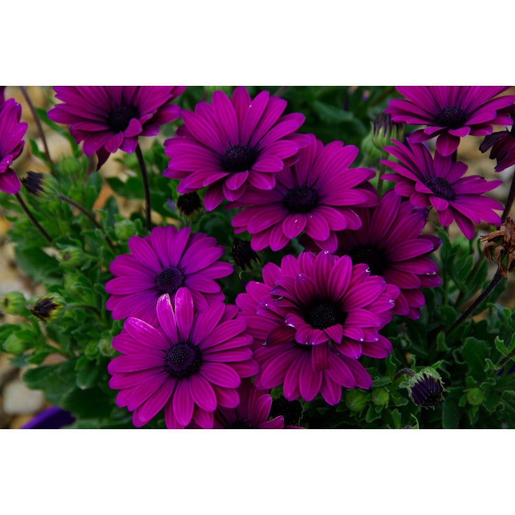 OSTEOSPERMUM KARDINAL