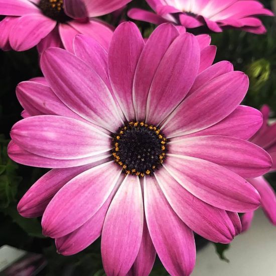 OSTEOSPERMUM PINK FLARE