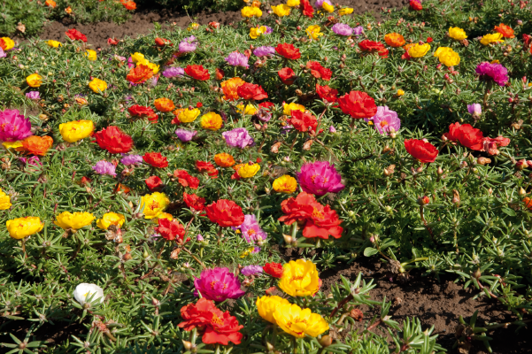 PORTULACA SUNDIAL MIX