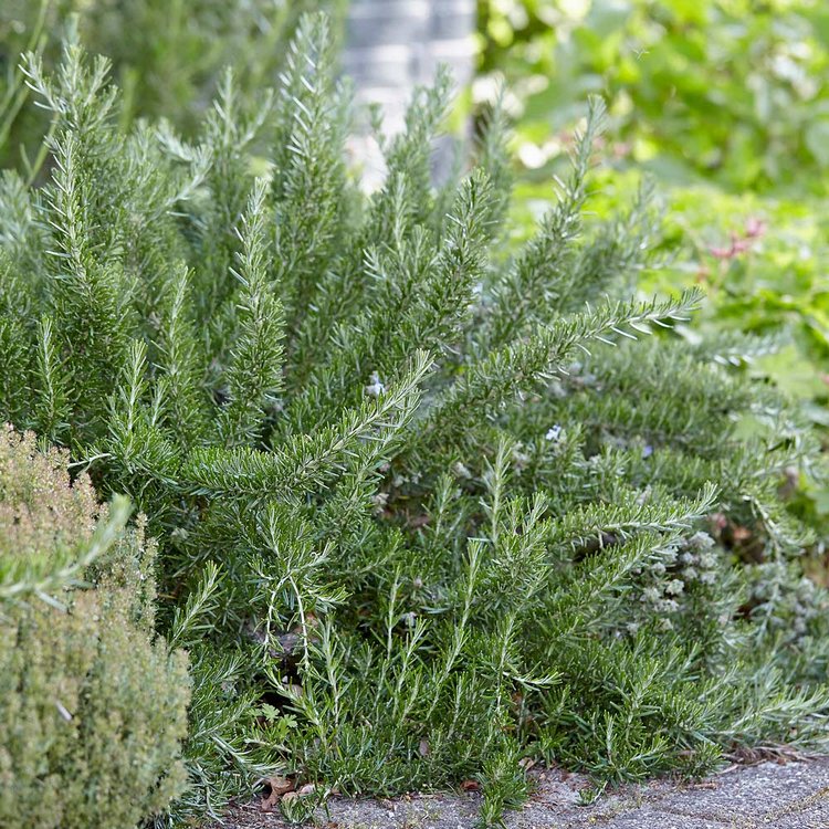 ROSEMARY PROSTRATA TRAILING