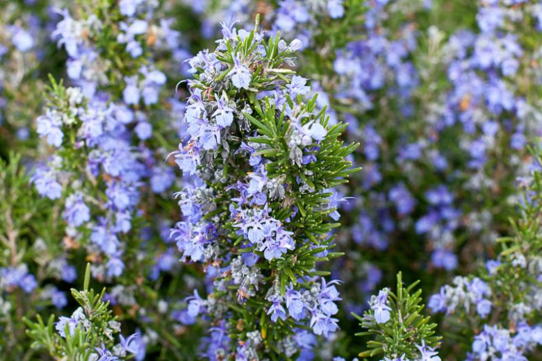 ROSEMARY TUSCAN BLUE