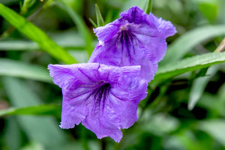 RUELLIA MEXICAN PETUNIA