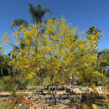 Load image into Gallery viewer, Palo Verde Tree
