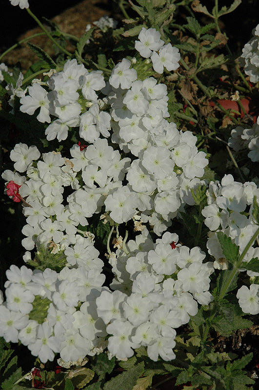 VERBENA EMPRESS SUN WHITE