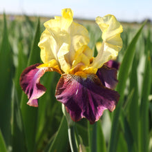 Load image into Gallery viewer, Bearded Iris
