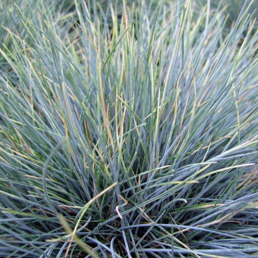 FESTUCA BLUE FESCUE