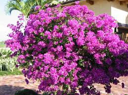 BOUGAINVILLEA 'BRASILENSIS' PURPLE