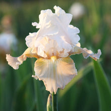 Load image into Gallery viewer, Bearded Iris
