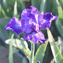 Load image into Gallery viewer, Bearded Iris
