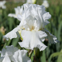 Load image into Gallery viewer, Bearded Iris
