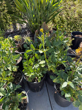 Load image into Gallery viewer, Golden Dalia 5 Gallon
