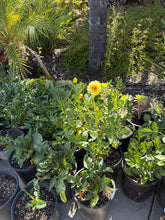 Load image into Gallery viewer, Golden Dalia 5 Gallon
