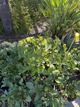 Load image into Gallery viewer, Golden Dalia 5 Gallon
