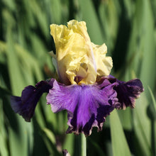 Load image into Gallery viewer, Bearded Iris
