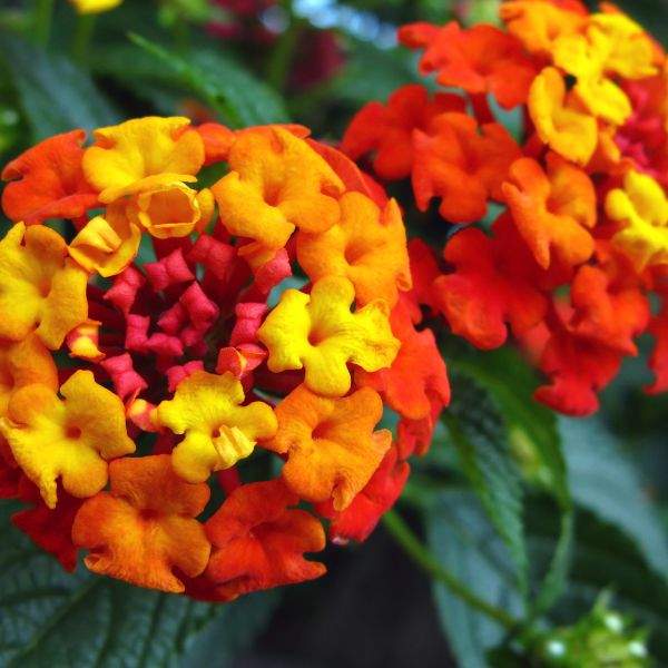 LANTANA RADIATION