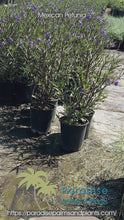 Load and play video in Gallery viewer, Mexican Petunias
