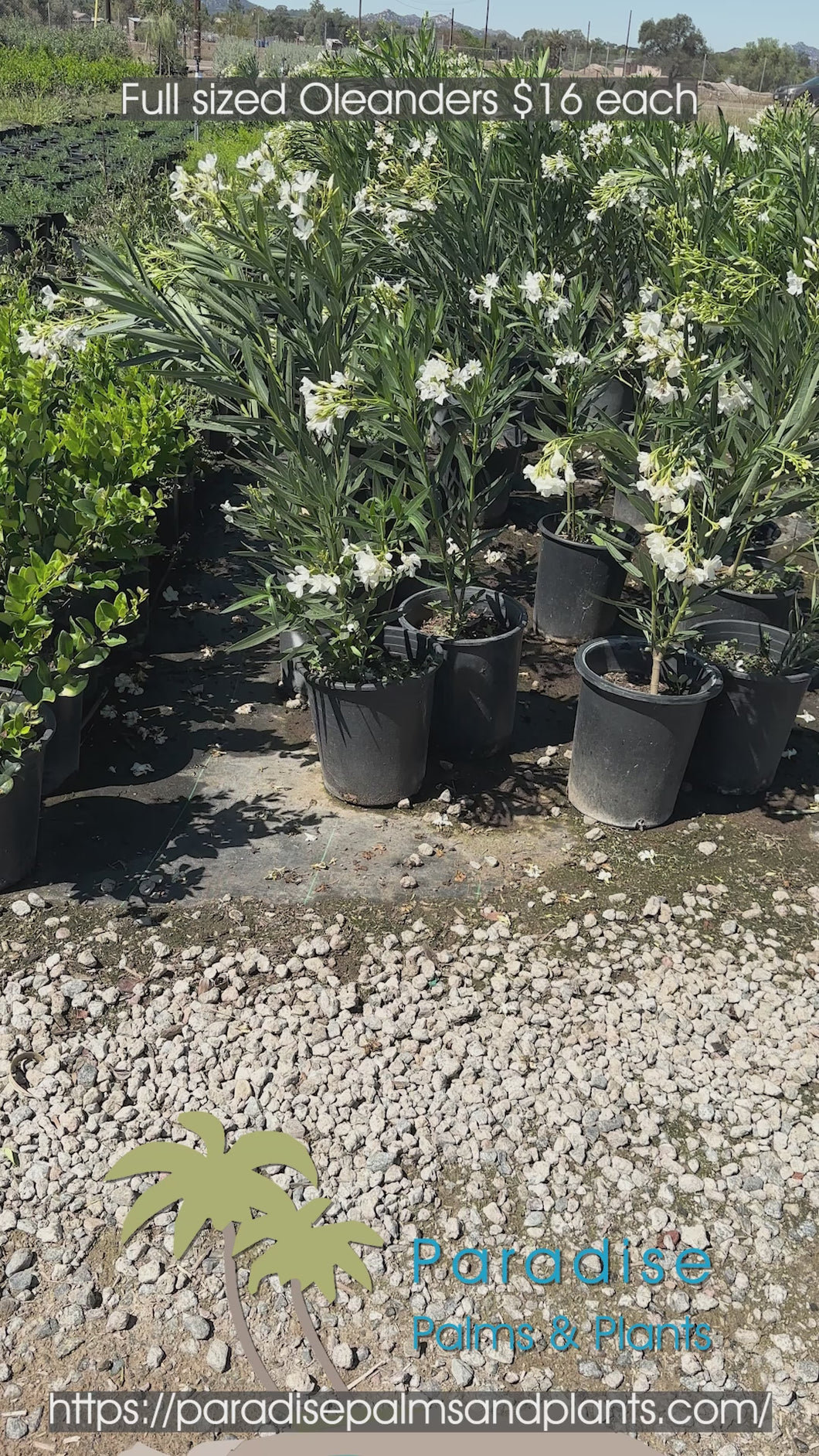 Full Sized Oleander White