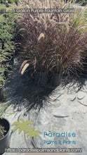 Load and play video in Gallery viewer, Purple Fountain Grass 5 Gallon
