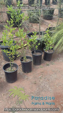 Load and play video in Gallery viewer, Palo Verde Tree

