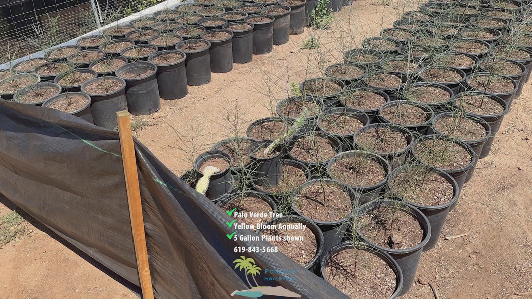 1 Gallon Palo Verde Trees