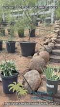 Load and play video in Gallery viewer, Palo Verde Tree
