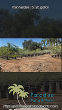 Load and play video in Gallery viewer, Palo Verde Tree
