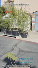 Load and play video in Gallery viewer, Palo Verde Tree
