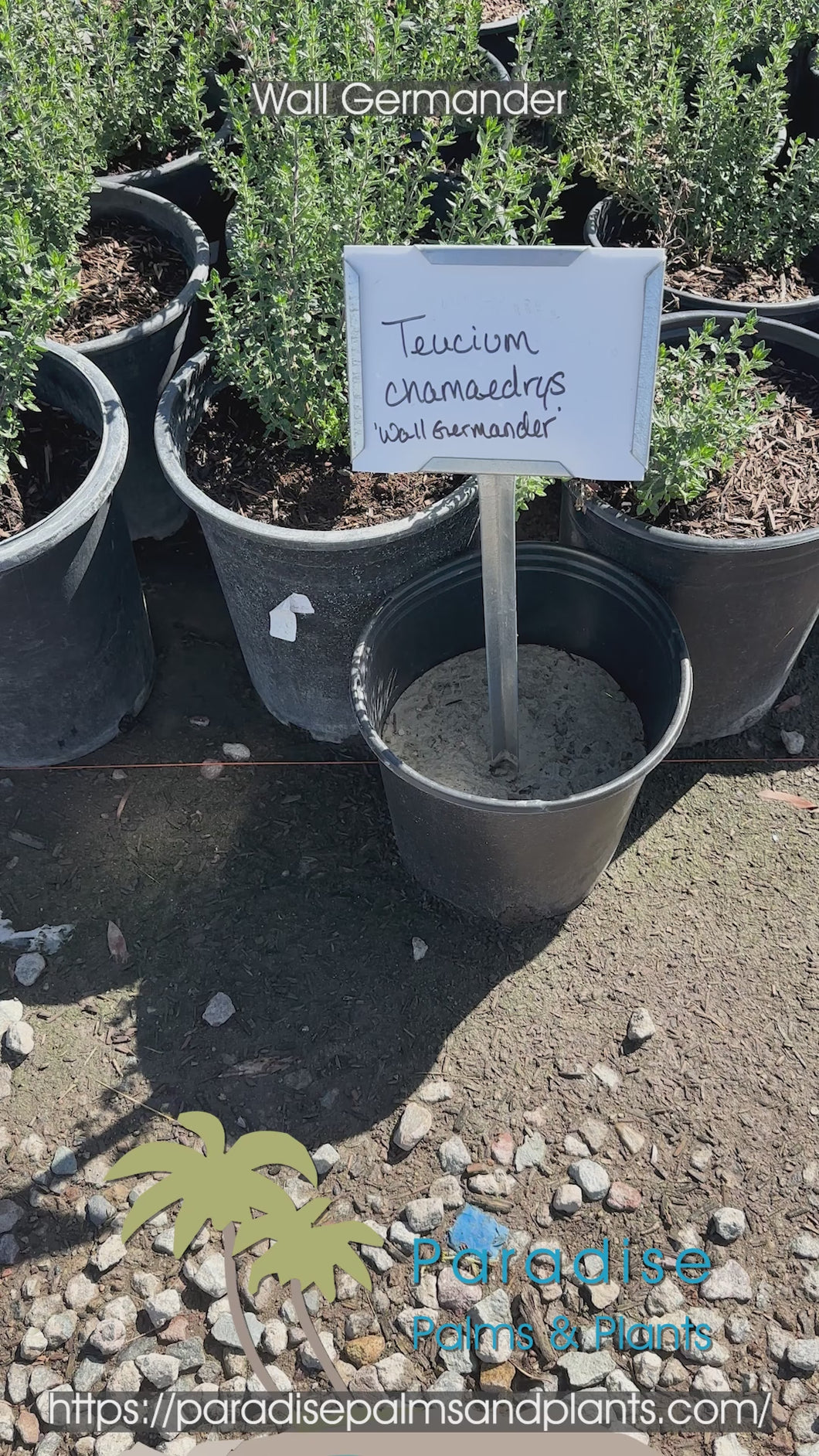 Wall Germander